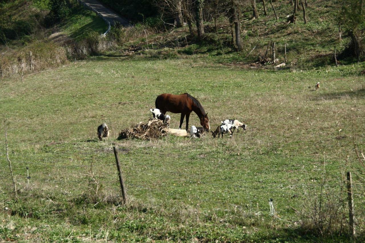 Agriturismo "La Fondazza" Imola Extérieur photo